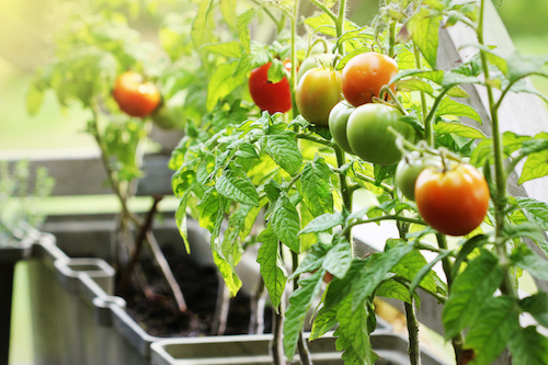 Tomaten pflanzen Balkon 
